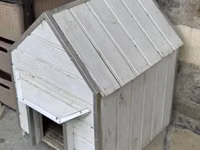 Tələsin endirimə düşdü Pekines it endirimə düşdü 90 manat damınla — Foto 2
