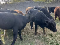 Taureau, Aberdeen-Angus — photo 2