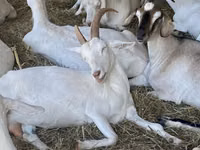 Ziege, Nubian Goat — Foto 3