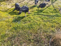 Turkeys — foto 6