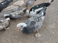 Ducks — foto 2