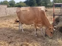 Vaca, Raça Jersey — foto 5