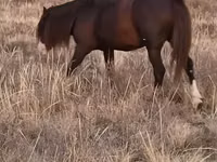ცხენი, Kazakh horse — ფოტო 1
