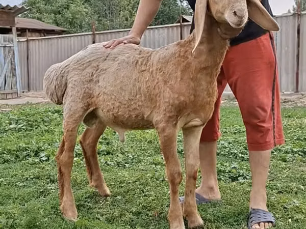 Baran, Arashan sheep