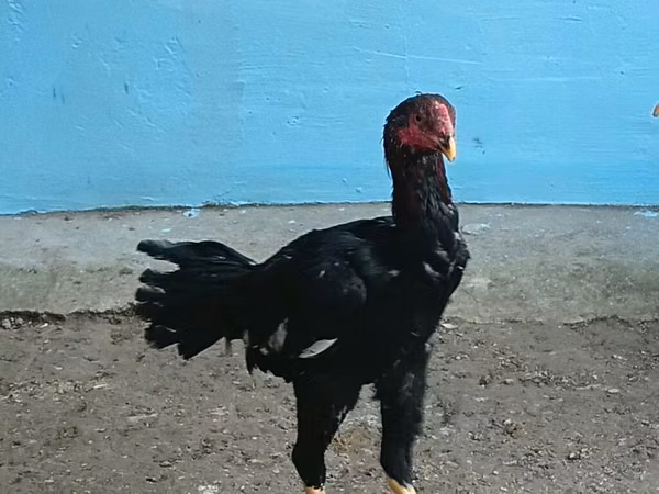 Chickens