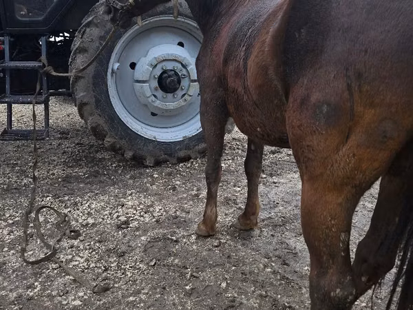 Jument, Chevaux