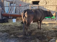 İnək, Swedish red cattle — foto 2