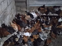 Chickens — zdjęcie 4
