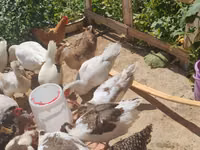 Geese — foto 3