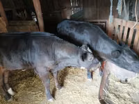 Cow, Limousin cow — photo 3