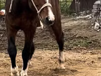 حصان, Arabian horse — الصورة 4