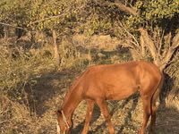 Cheval, Tiger horse — photo 7