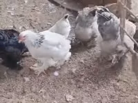 Brahma — foto 4