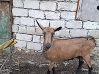 Ешкі, Italian Alpine goat — 1-сурет
