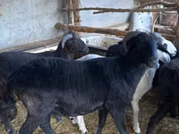 Bélier, Moutons — photo 1