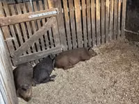 सूअर (लॉट, लिंग निर्दिष्ट नहीं) — फ़ोटो 3
