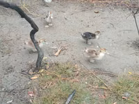 Ducks — Foto 3