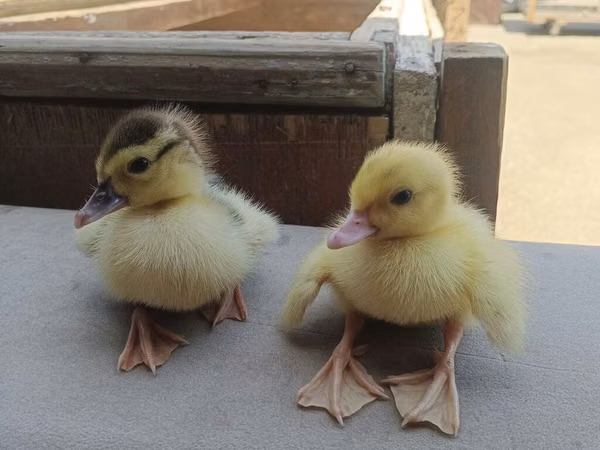 Ducks