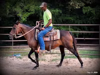 Klisna, Quarter Horse — foto 6
