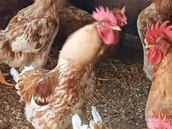 Chickens