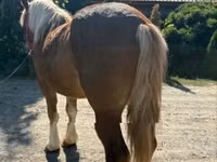 Jument, Chevaux — photo 1