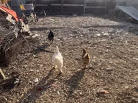 Chickens — 6-сурет