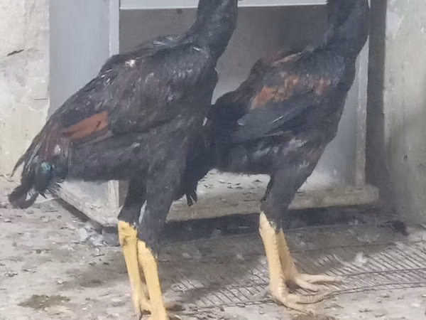 Chickens