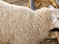 نعجة, British  Milksheep — الصورة 3