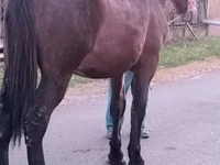 Caballo, Caballos — foto 1
