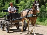 Cavalo, Pinto horses — foto 5