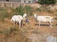 Chèvre, Saanen goat — photo 6