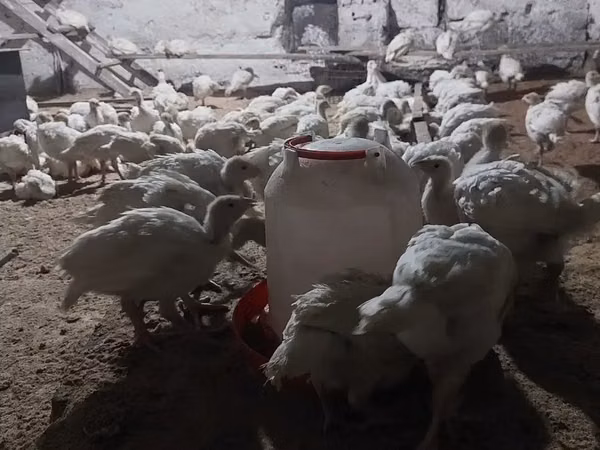 Turkeys