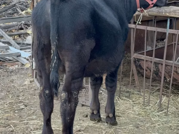 Boğa, Aberdin Angus