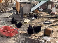 Кохинхин карликовый — фото 4