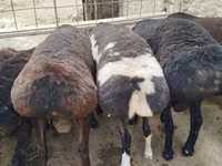 Bélier, Moutons — photo 7