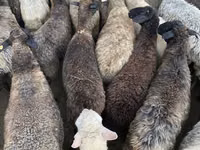 Sheep, Sheep — photo 3