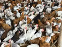 Chickens — foto 3