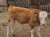 ІҚМ (топ, жынысы көрсетілмеген), Simmental cattle — 2-сурет