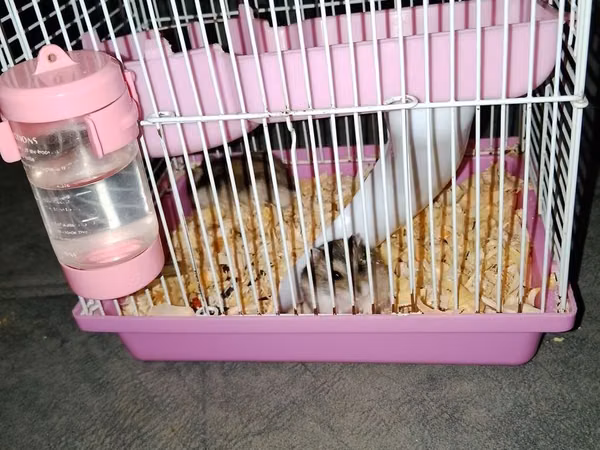 Mini hamster üçün qəfəs dəsti - Kompakt ölçülü, iki səviyyəli metal