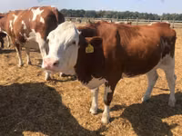 Krava, Červeno-skvrnitá plemena — foto 7