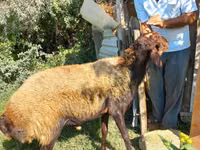 Widder, Schafe — Foto 6