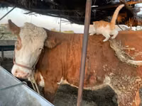 İnek, Simmental cattle — foto 4