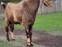 Keçi, Nubian Goat — foto 1
