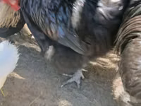 Australorp — photo 3