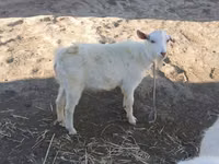 Ешкі, Saanen goat — 3-сурет