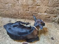 பசு, அபர்டீன் - ஆங்கஸ் — புகைப்படம் 3