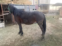 母马, Horses — 照片 1