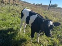 பசு, Russian Black pied cattle — புகைப்படம் 2