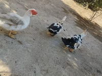 domácí kachna pižmová — foto 5