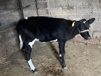 மாடுகள் (தொகுதி, பாலினம் குறிப்பிடப்படவில்லை), Russian Black pied cattle — புகைப்படம் 6